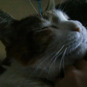 Meet your Posher, Cherry